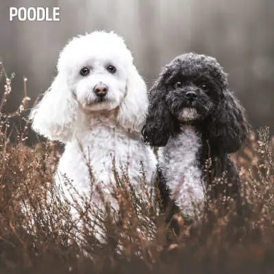 Poedel