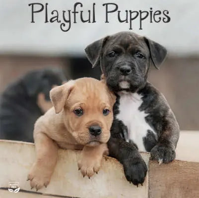 Puppies