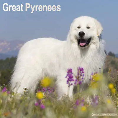 Pyreneese Berghond