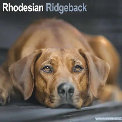 Rhodesian Ridgeback
