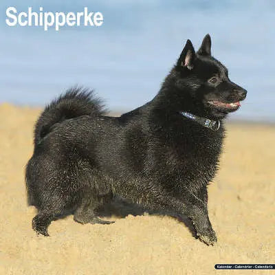 Schipperke