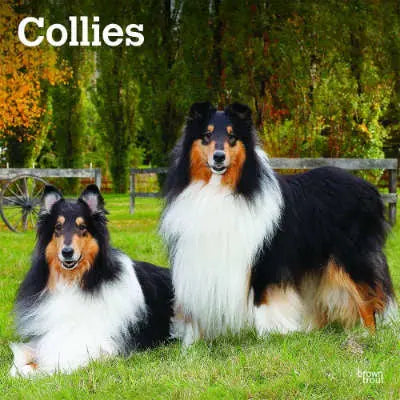 Schotse Herder Collie