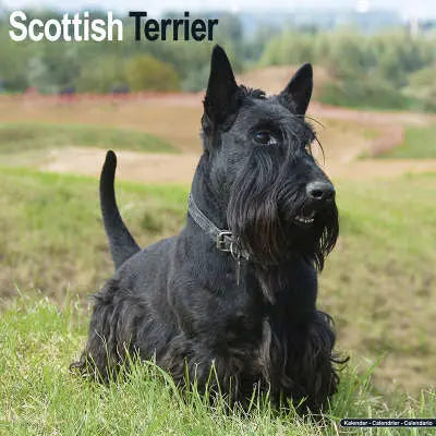 Schotse Terrier