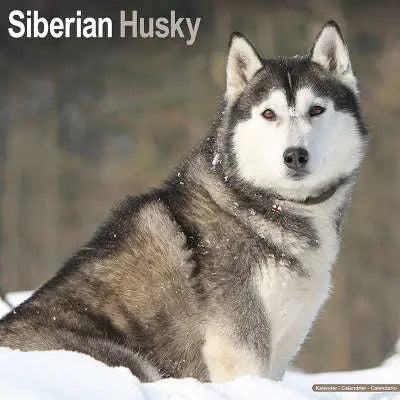 Siberian Husky