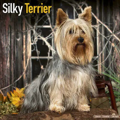 Silky Terrier