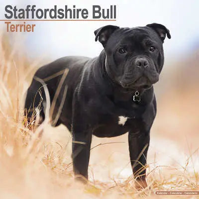 Staffordshire Bull Terrier