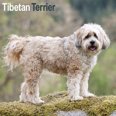 Tibetaanse Terrier