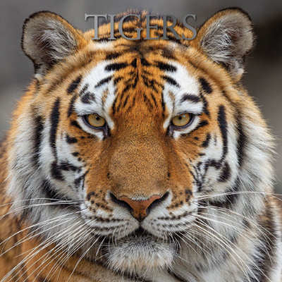 tijger