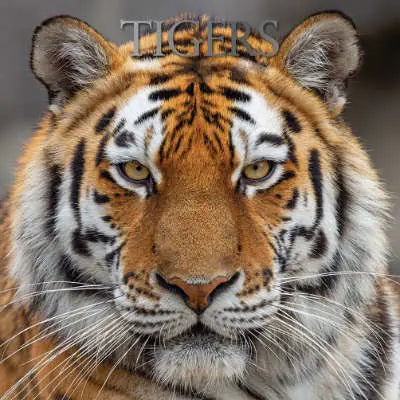 tijger