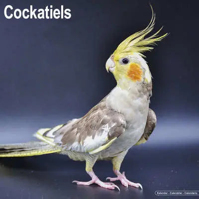 Valkparkiet