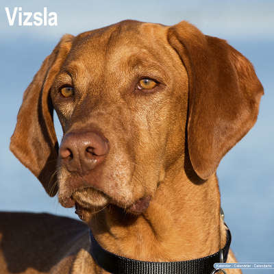 Vizsla