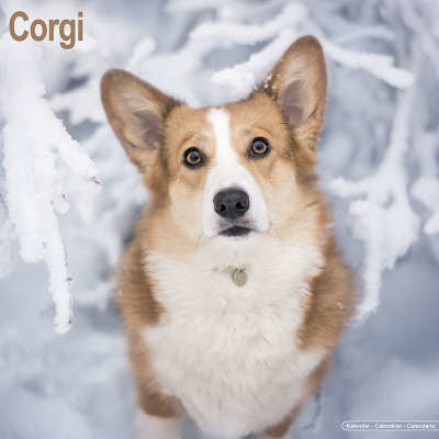 Welsh Corgi