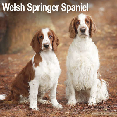 Welsh Springer Spaniel