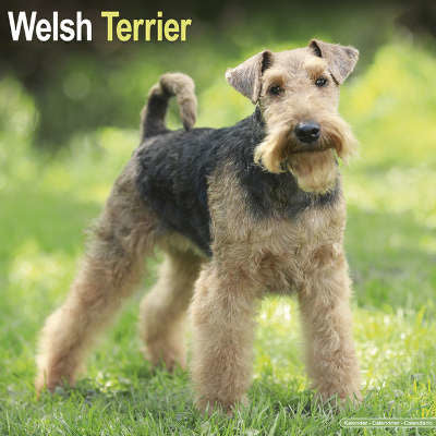 Welsh Terrier