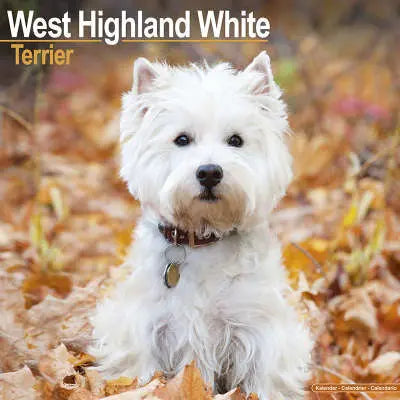 West Highland White Terrier