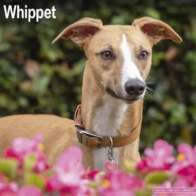 Whippet