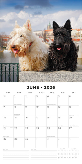 juni Schotse Terrier Kalender 2026