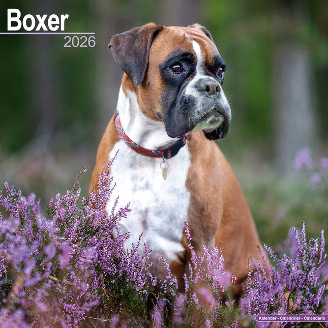 Boxer Kalender Voorkant