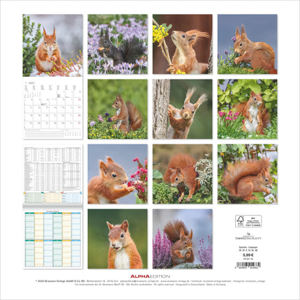 AlphaEdition Eekhoorns Kalender 2027