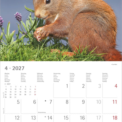 AlphaEdition Eekhoorns Kalender 2027