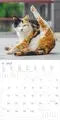 AlphaEdition Grappige Katten Kalender 2027