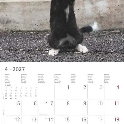 AlphaEdition Grappige Katten Kalender 2027