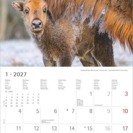 AlphaEdition Jonge Dieren Kalender 2027