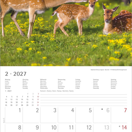 AlphaEdition Jonge Dieren Kalender 2027