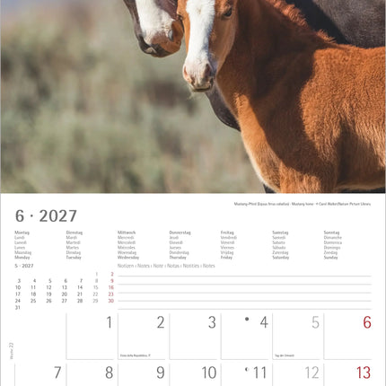 AlphaEdition Jonge Dieren Kalender 2027