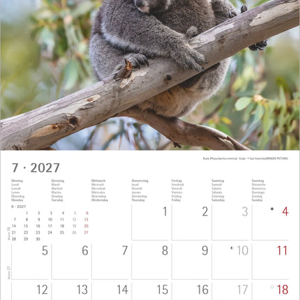 AlphaEdition Jonge Dieren Kalender 2027
