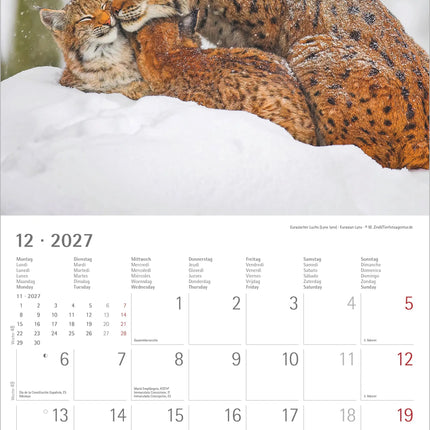 AlphaEdition Jonge Dieren Kalender 2027