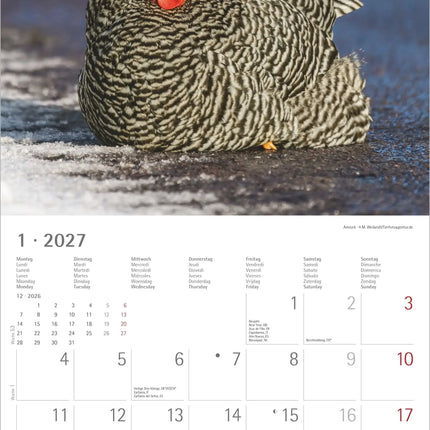 AlphaEdition Kippen Kalender 2027