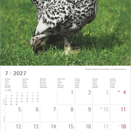 AlphaEdition Kippen Kalender 2027