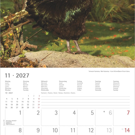 AlphaEdition Kippen Kalender 2027