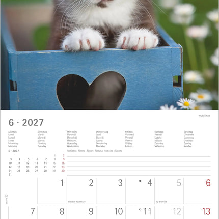 AlphaEdition Kittens Kalender 2027