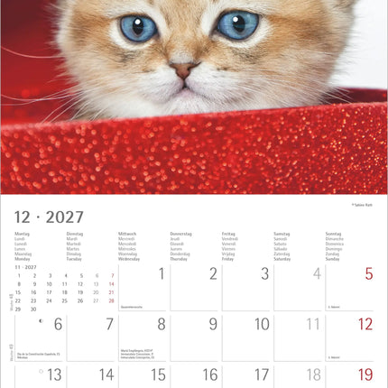 AlphaEdition Kittens Kalender 2027