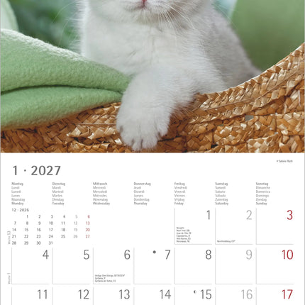 AlphaEdition Kittens Kalender 2027