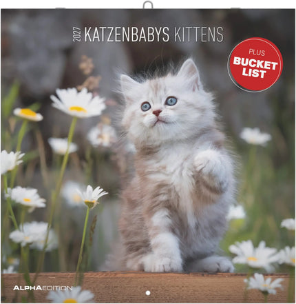 AlphaEdition Kittens Kalender 2027