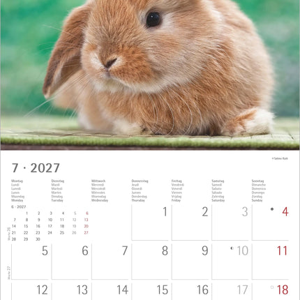 AlphaEdition Konijnen Kalender 2027