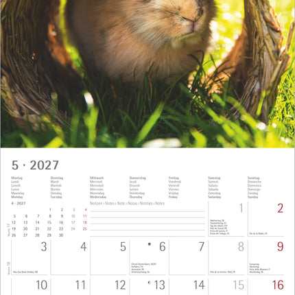 AlphaEdition Konijnen Kalender 2027