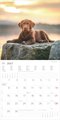 AlphaEdition Labrador Retriever Kalender 2027