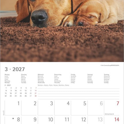 AlphaEdition Labrador Retriever Kalender 2027