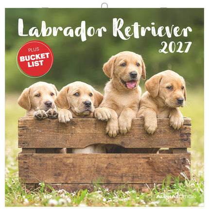 AlphaEdition Labrador Retriever Kalender 2027