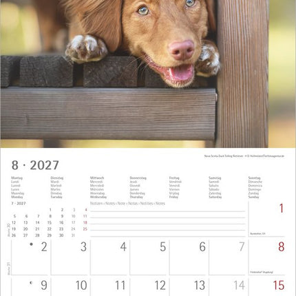AlphaEdition Puppies Kalender 2027