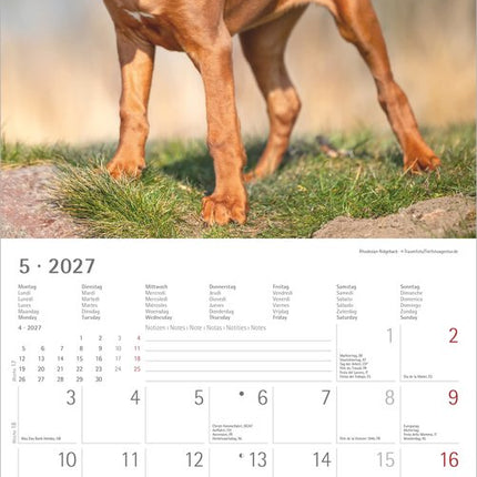 AlphaEdition Puppies Kalender 2027