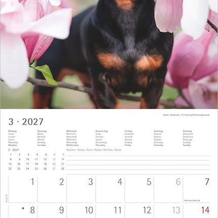 AlphaEdition Puppies Kalender 2027