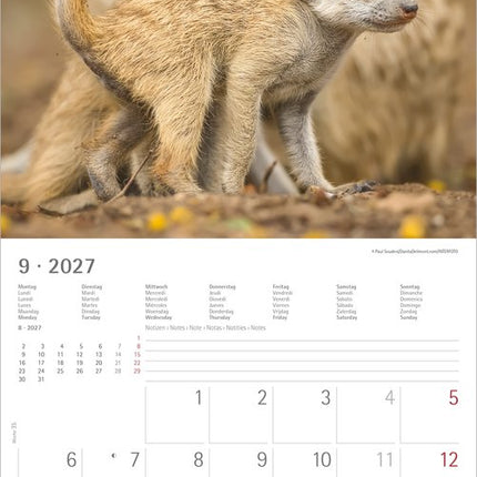 AlphaEdition Stokstaartjes Kalender 2027