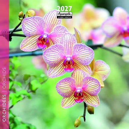 Aquarupella Orchidee Kalender 2027 Mini