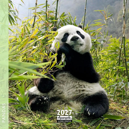 Aquarupella Panda Kalender 2027 Mini