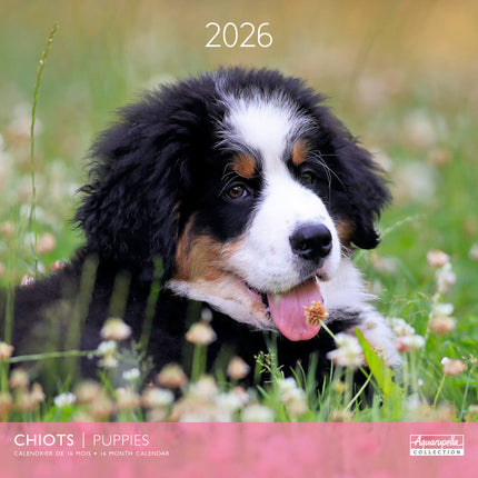 Aquarupella Puppies Kalender 2026